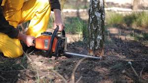 Reliable Lake Wazeecha, WI Tree Care  Solutions