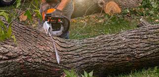 How Our Tree Care Process Works  in  Lake Wazeecha, WI